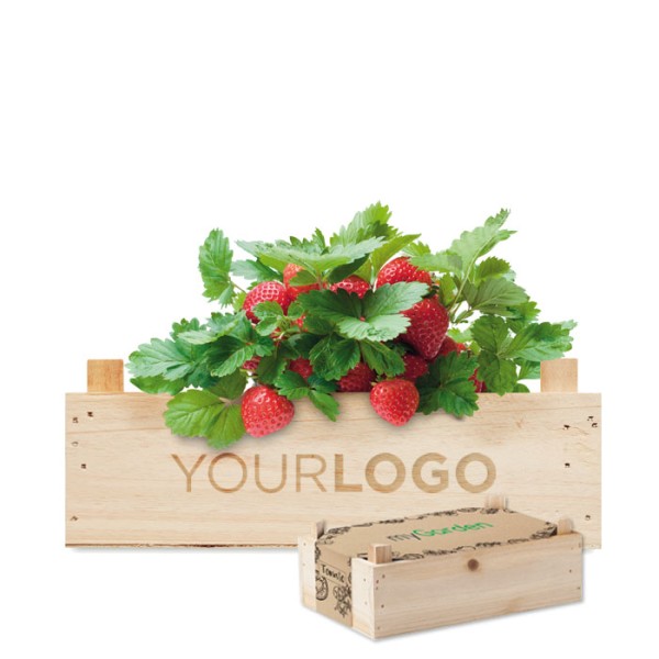 Saat-Set für Erdbeeren